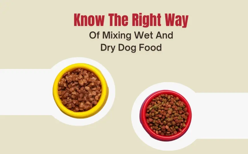 Mixing the Right Ratios: The Wet and Dry Dog Food Calculator